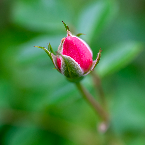 A single pink rosebud